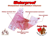 Многоразовый непромокаемый подгузник из хлопка «Waterproof» (розовый)
